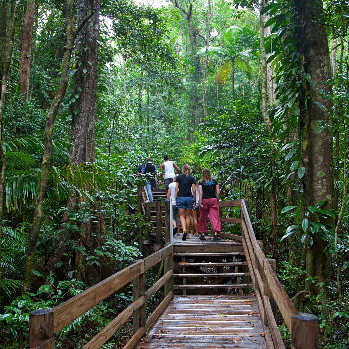 Daintree Aug 2013_0015 (1)